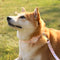 Pet Positioning Anti-lost Tracking Collar Hand Holding Rope